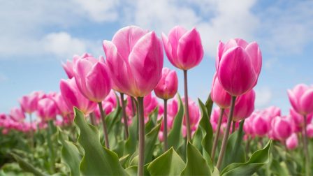 tulipánok.nagy