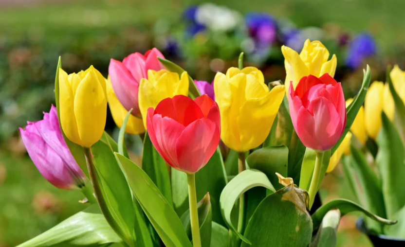 tulipánok