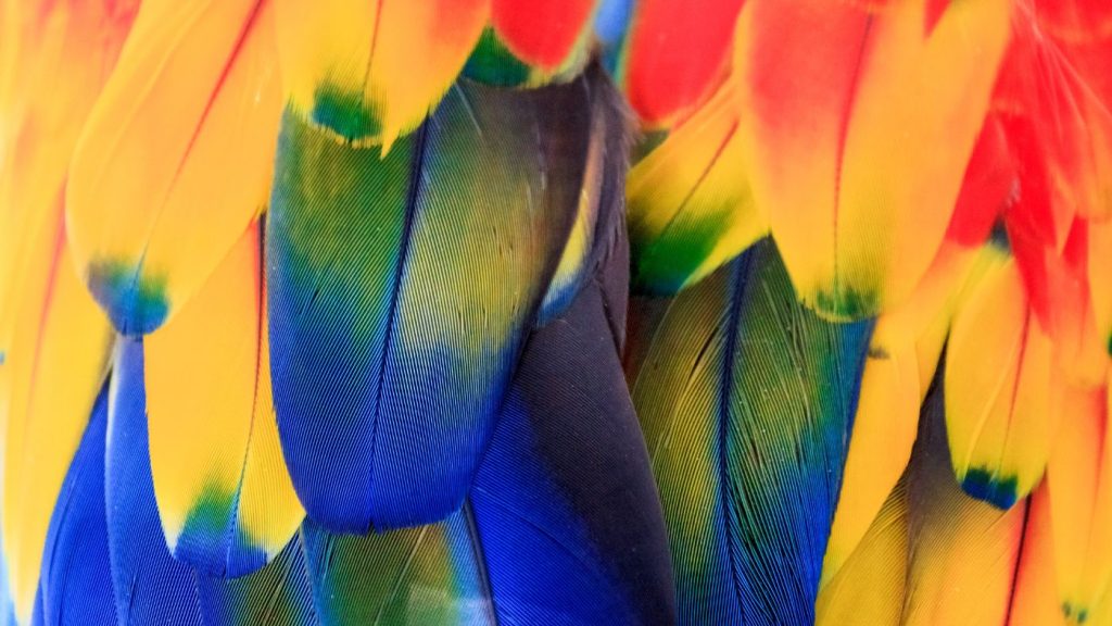 Papagáj színes tollak