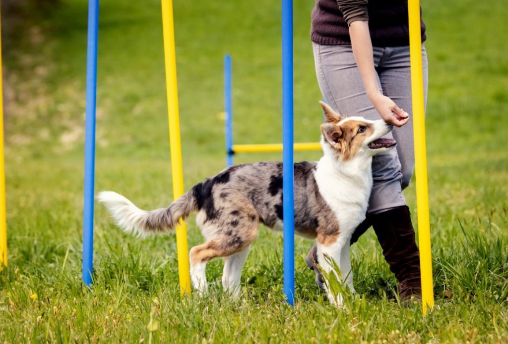 kutya és gazdája az agility pályán 
