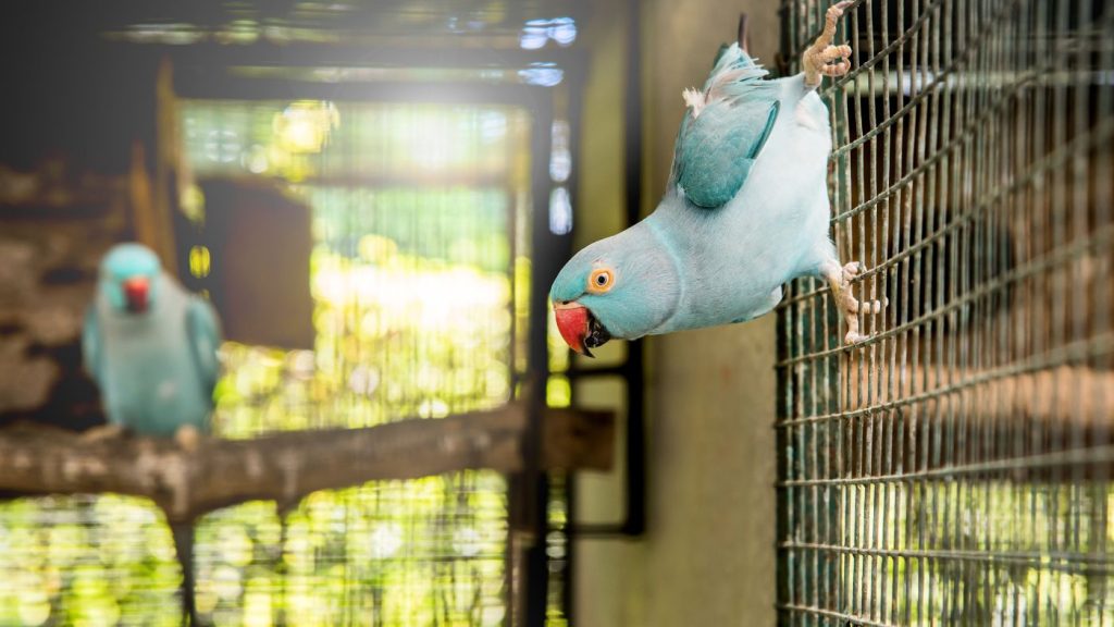 Papagáj fogságban