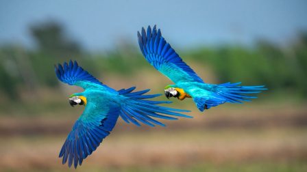 Papagájok – Az erdők lombjaiból a nappalinkba, de milyen áron?