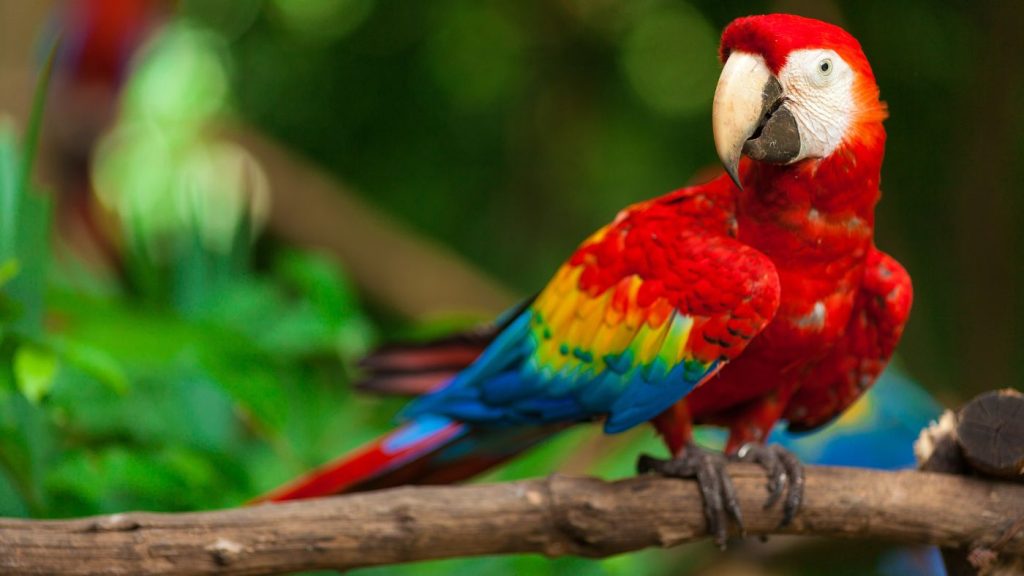 Egy színpompás papagáj