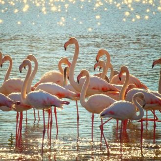 Veszélybe kerültek Afrika flamingói