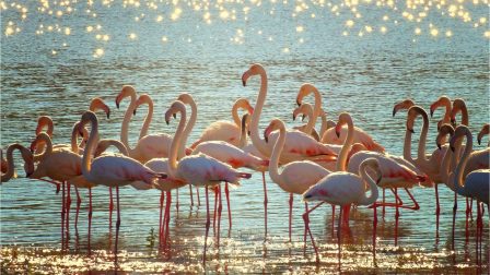 Veszélybe kerültek Afrika flamingói