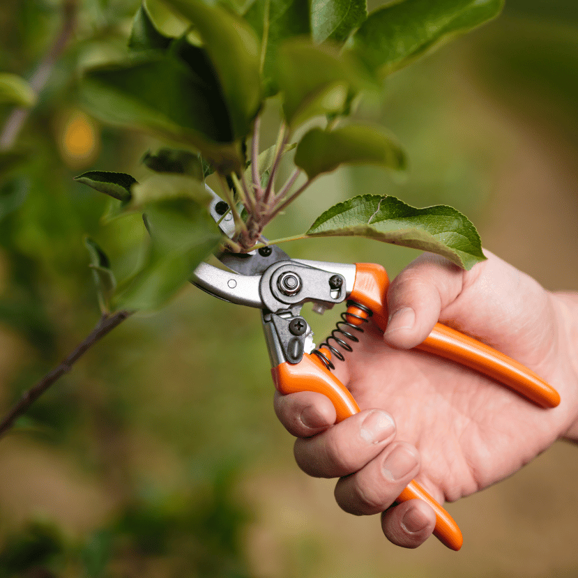 Így láss hozzá a gyümölcsfák metszéséhez! – Podcast