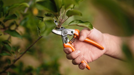 Így láss hozzá a gyümölcsfák metszéséhez! – Podcast