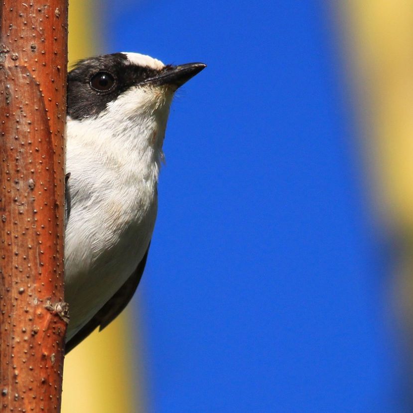 A gyakori madárfajok sem ússzák meg a klímaváltozást