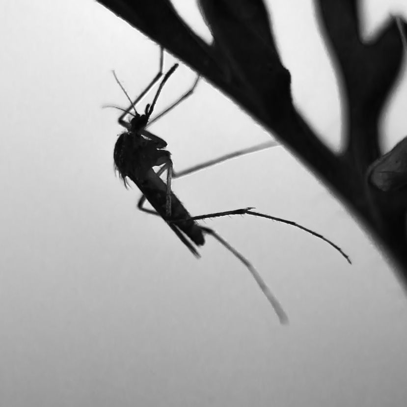 A szokásosnál korábban kezdik gyéríteni a szúnyogokat a Balatonnál