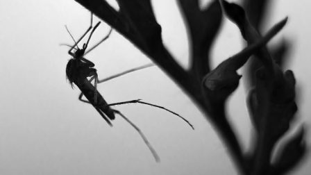 A szokásosnál korábban kezdik gyéríteni a szúnyogokat a Balatonnál