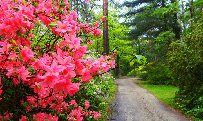virágok, sétaút, erdő 