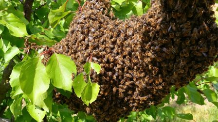 Védelmet kaptak a méhek a Dagály Fürdőben