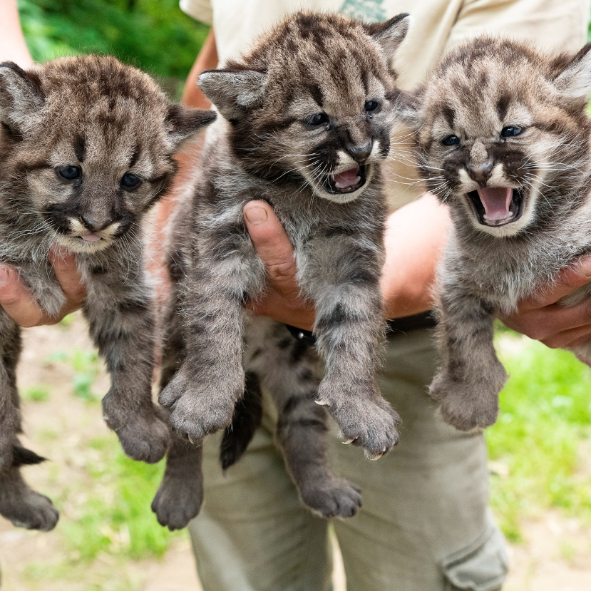 Puma hármasikrek születtek a Nyíregyházi Állatparkban