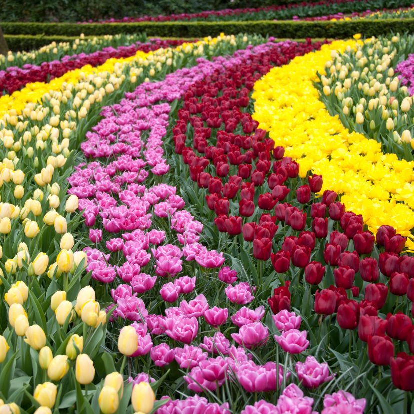 A megunhatatlan tulipán – A törököktől Hollandián át a kertünkig