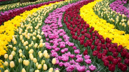 A megunhatatlan tulipán – A törököktől Hollandián át a kertünkig