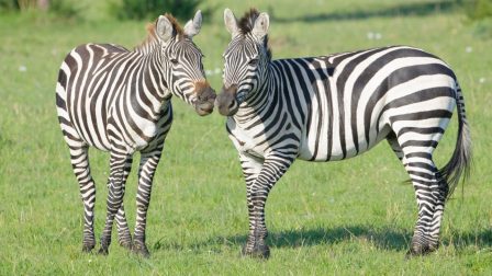 Így kommunikálnak egymással a zebrák!