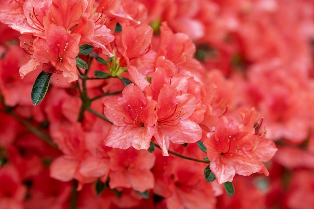 rododendronok virágzása 