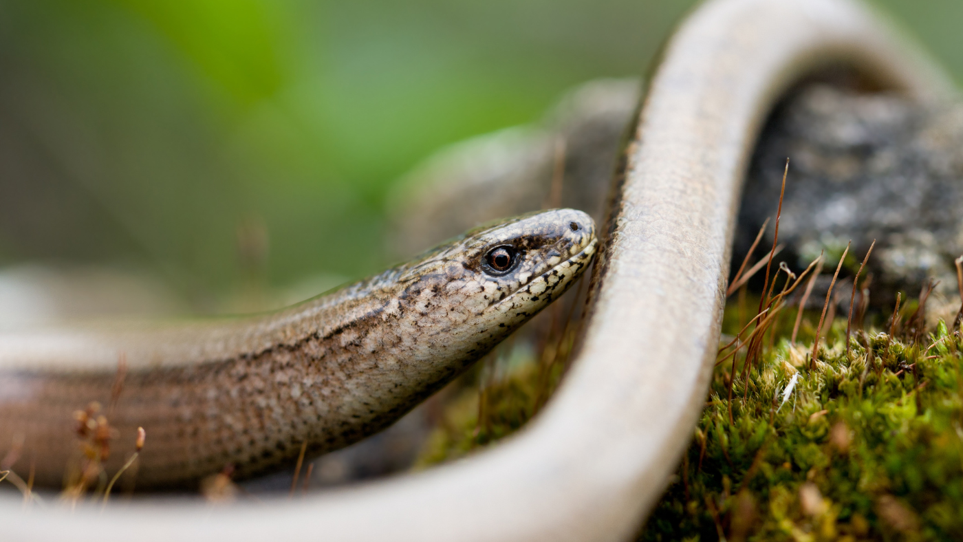 Mi ez a barna kígyó a kertemben? – Lábatlangyík!