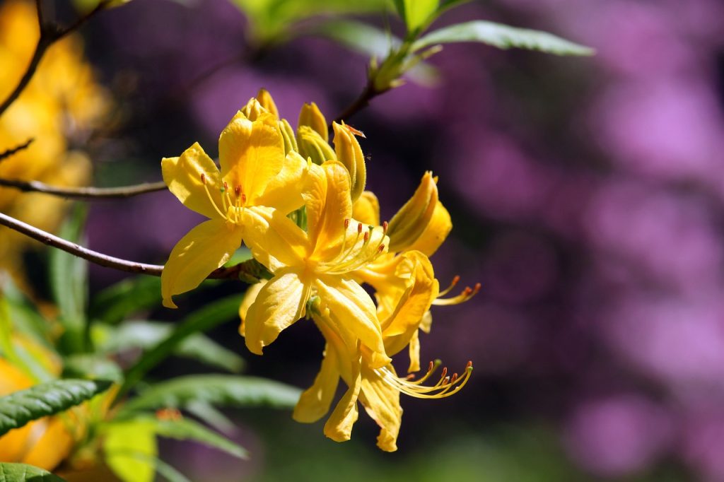 sárga színű rododendron 