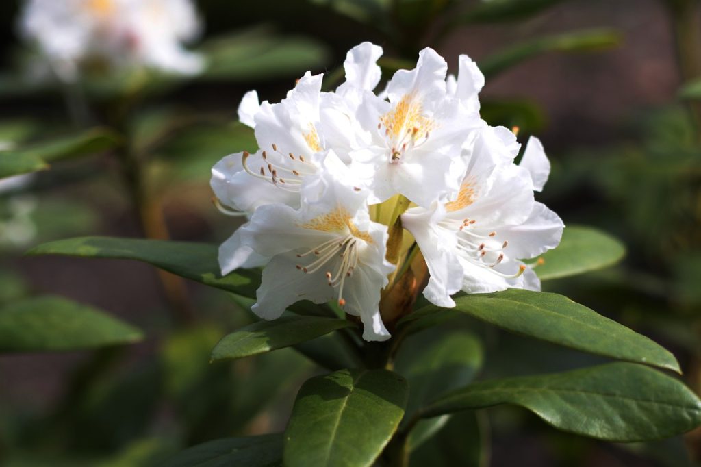 Fehér színű rododendron 