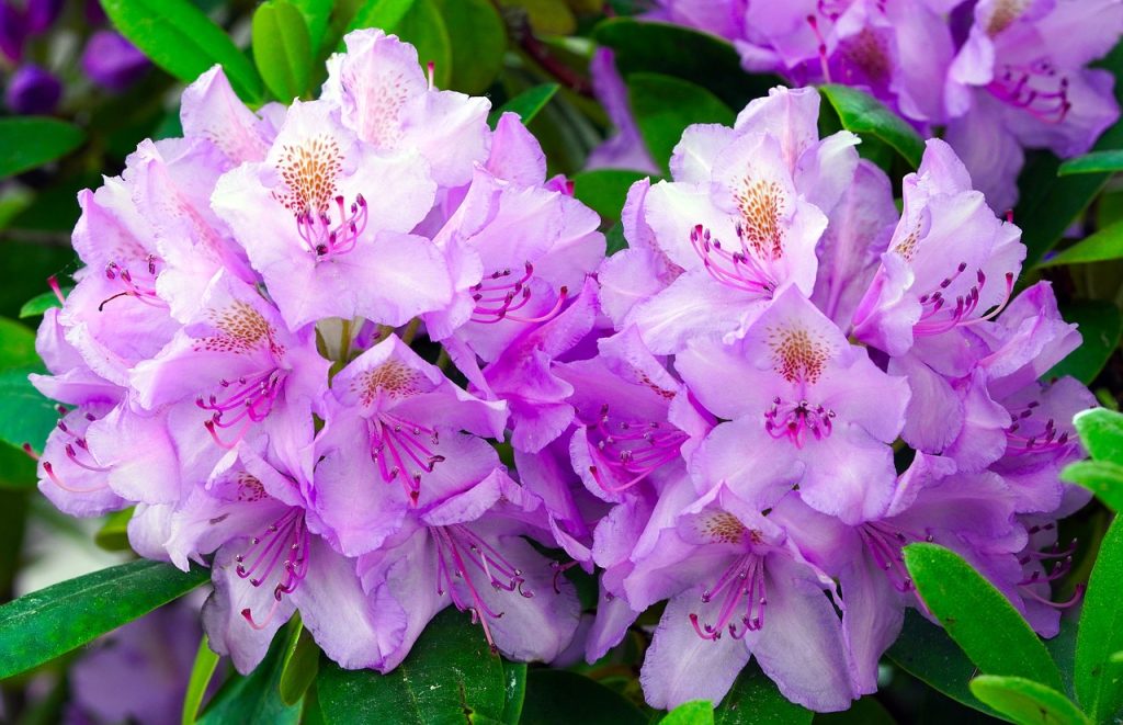 lilás színű rododendronok 