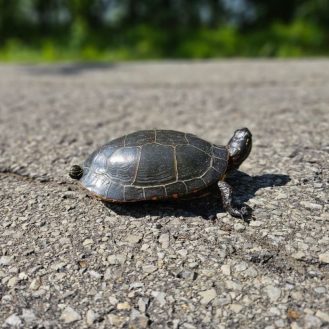 Vigyázzunk az úton átkelő teknősökre!