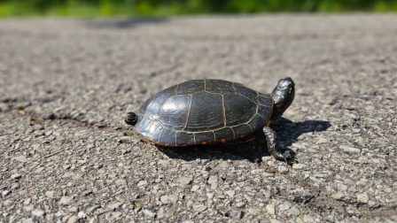 Vigyázzunk az úton átkelő teknősökre!