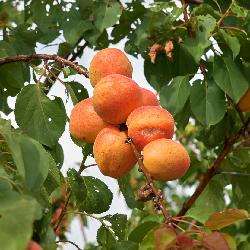Mi lesz veled, magyar kajszi?