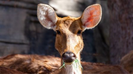 Először születtek indiai antilopok a Szegedi Vadasparkban