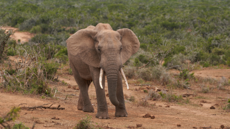 Afrikai elefánt nagy