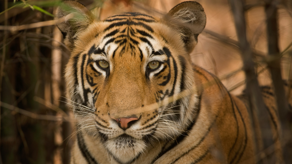 India tigrisei nagy