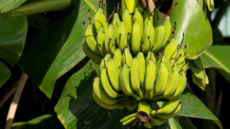 Miskolci banán nagy