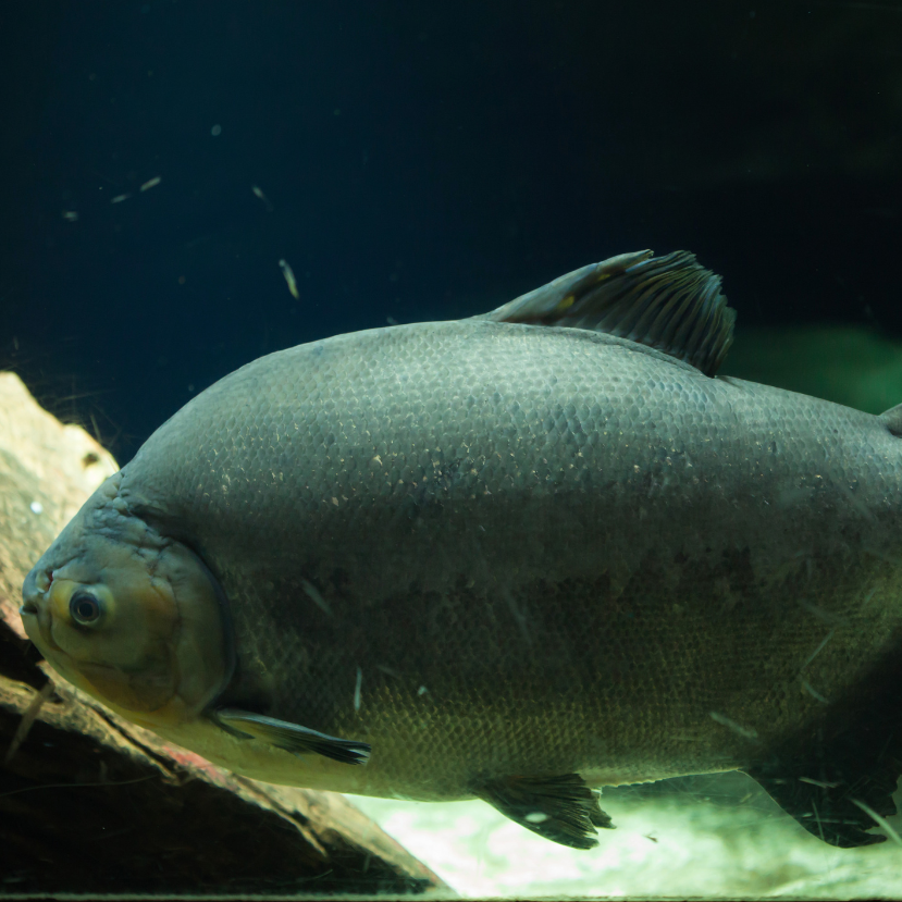 Piranhát fogtak ki a Holt-Tiszából