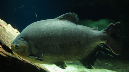 Piranhát fogtak ki a Holt-Tiszából