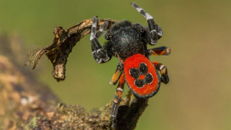 Mindent a Bakonyról, mielőtt útnak indulsz Greendex