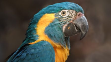 Új papagájtársat kapott Bogyó és Babóca