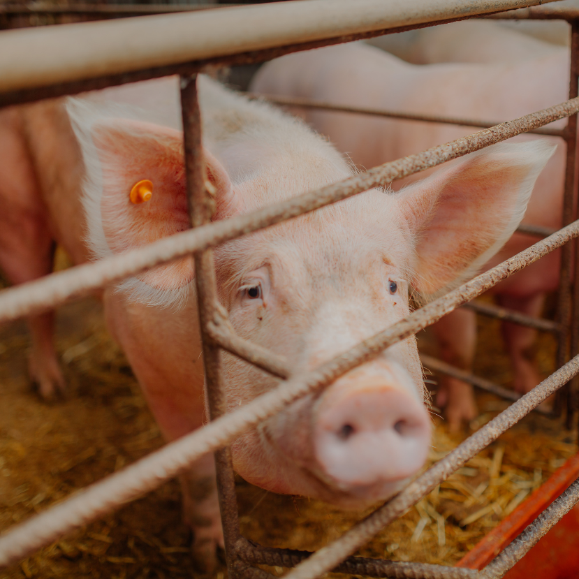 Továbbra is pontatlan a haszonállatok antibiotikumos kezeléseinek dokumentálása