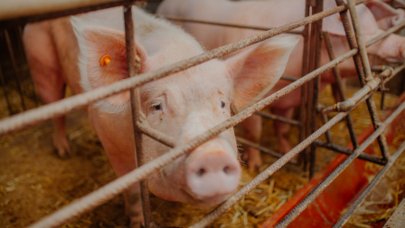 Továbbra is pontatlan a haszonállatok antibiotikumos kezeléseinek dokumentálása