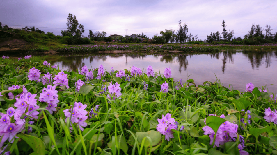 Eichhornia crassipes(1)