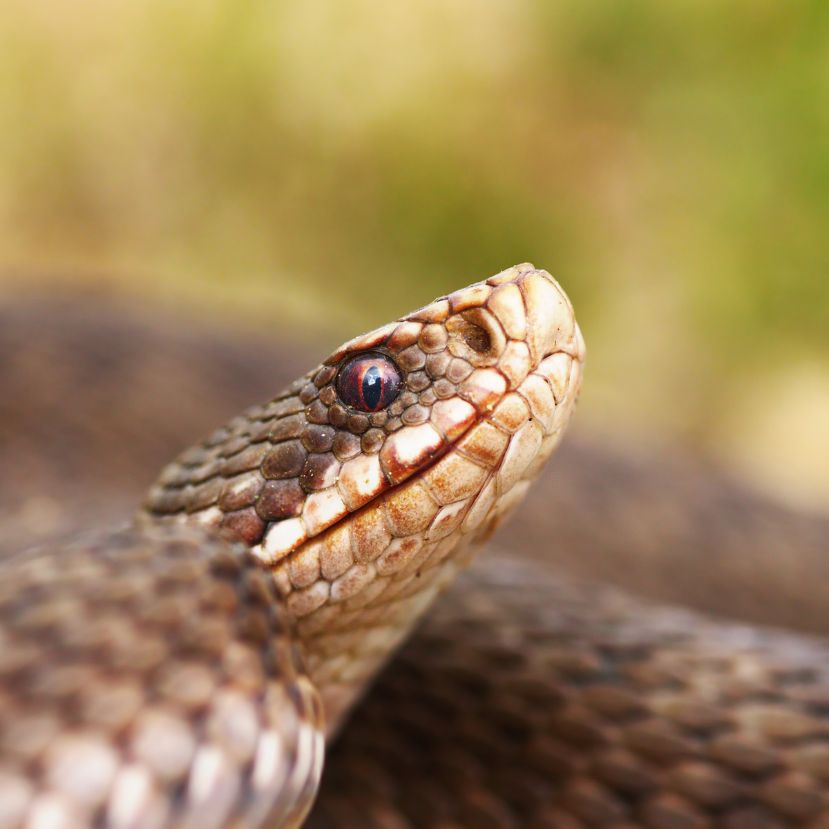 Magyar túrázót mart meg egy vipera a Magas-Tátrában