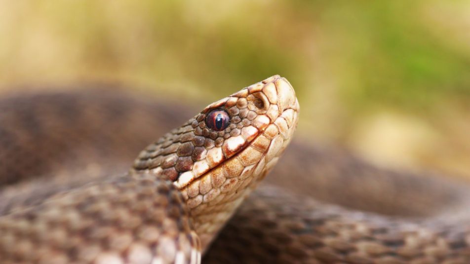 Keresztes vipera – nagy