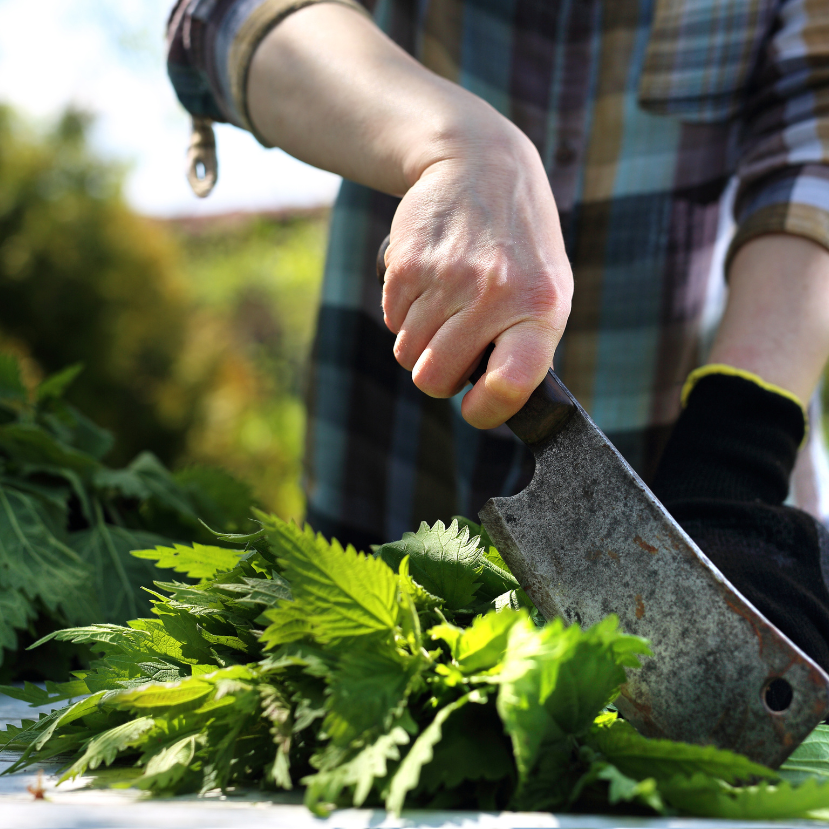 Tuning a veteményesnek – Készíts csalánlevet!