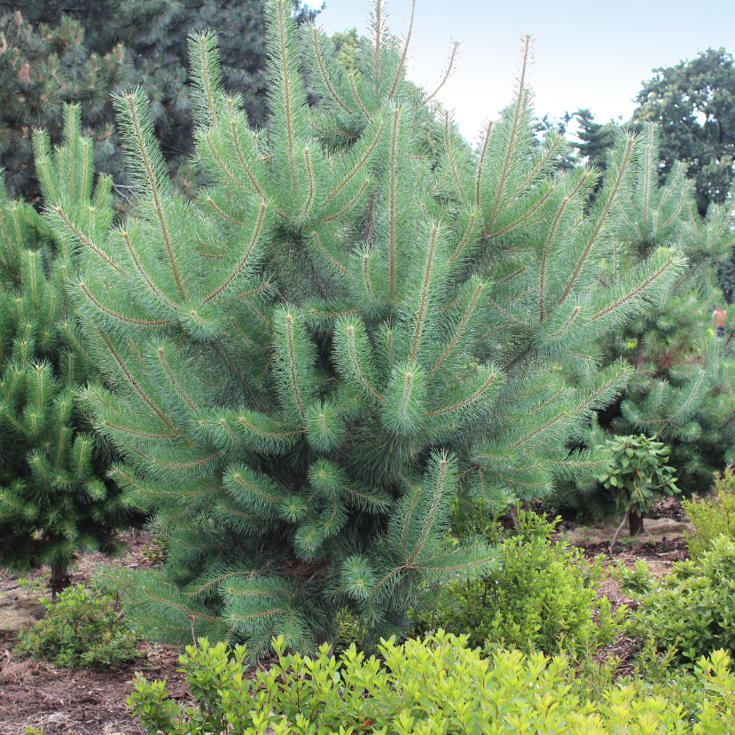 Miért pusztulnak a fenyők a magyar kertekben?