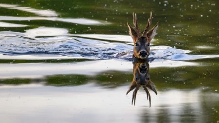 Így segíthetünk az árvíz elől menekülő állatoknak