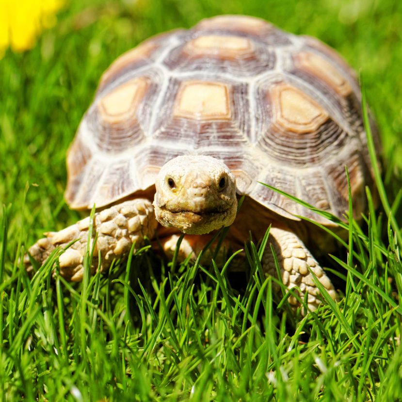 Egzotikus teknős bukkant fel egy kertben