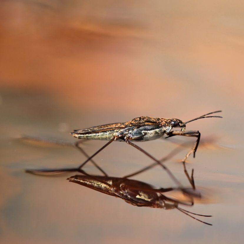 A poloskák mindenhol ott vannak?