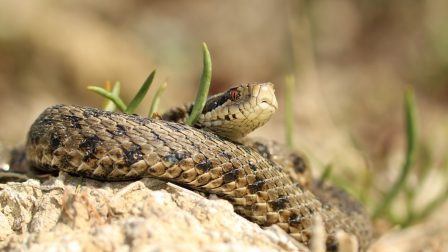 Már ötezernél is több rákosi vipera született a fajmegőrzési programban