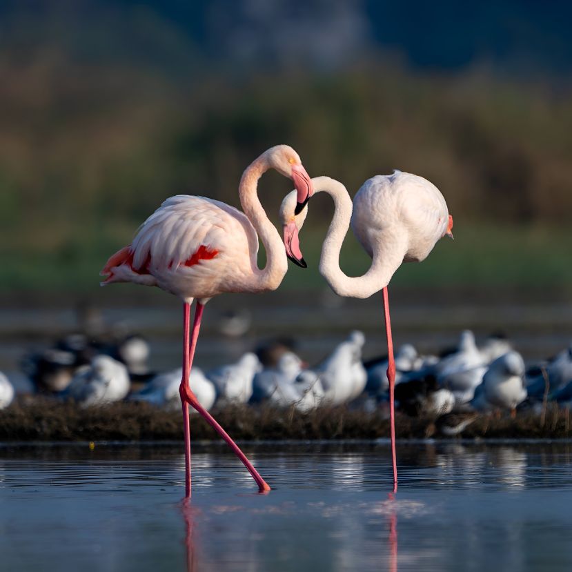 Te tudod, miért rózsaszín a flamingó?