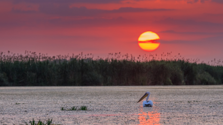 Duna-delta – Lenyűgöző élővilág, ahol a tenger és a folyó találkozik