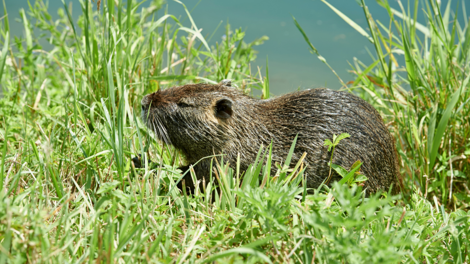 nutria